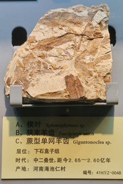 中二叠世蕨型单网羊齿化石