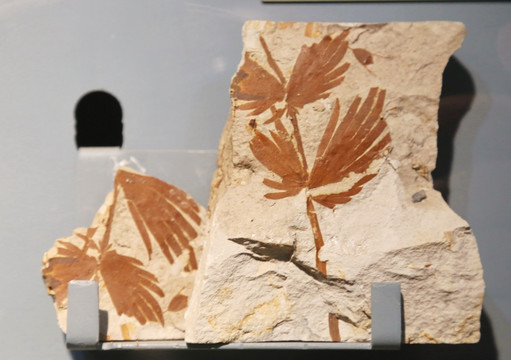 中二叠世剑瓣轮叶化石