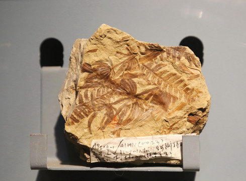 中二叠世钝尖瓣轮叶化石