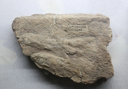 晚侏罗世四川角齿鱼化石