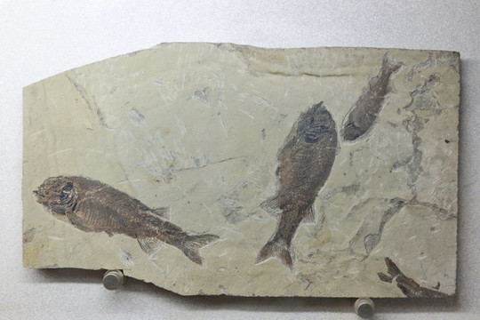 早白垩世狼鳍鱼化石