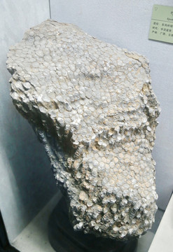 中泥盆世勺板珊瑚化石
