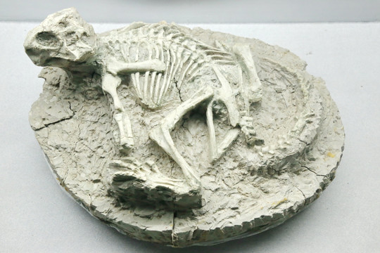 白垩世鹦鹉嘴龙化石