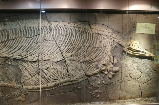 晚三叠世鱼龙化石