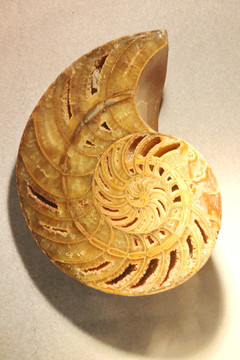 鹦鹉螺菊石化石