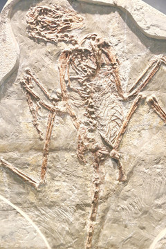 千禧中国鸟龙化石