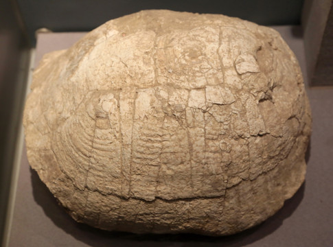 陆龟的化石