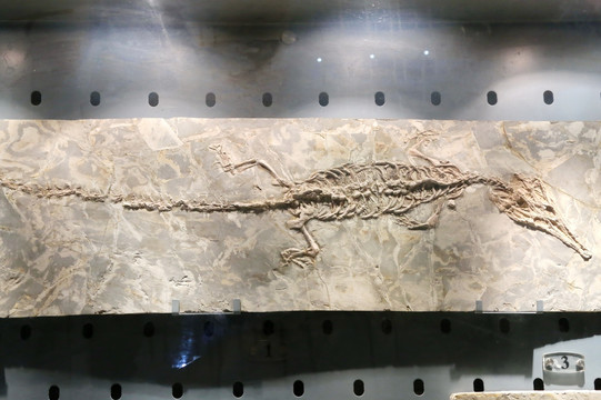 早白垩世伊克昭龙化石