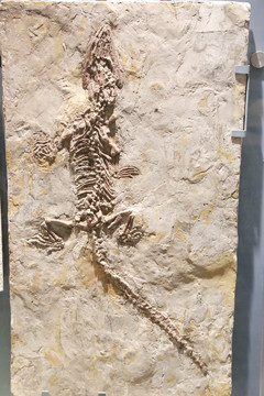 早白垩世满洲鳄化石