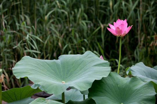 莲花荷花水芙