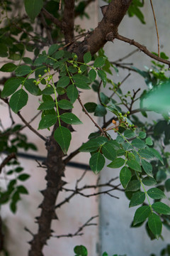 花椒树