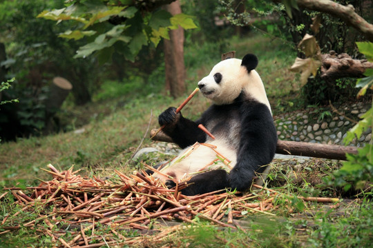 正在吃竹笋的大熊猫