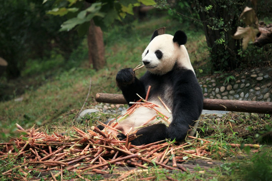 大熊猫 吃竹笋的熊猫