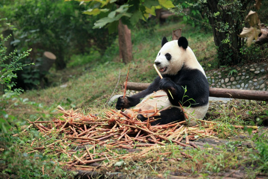 坐着吃竹笋的熊猫
