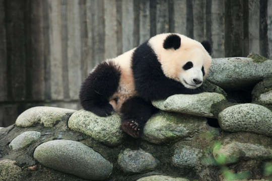 睡觉的幼年大熊猫
