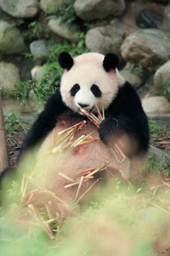 坐姿吃竹笋的熊猫