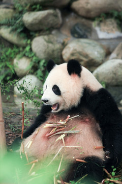 坐姿吃竹笋的熊猫