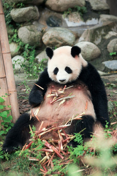 坐着在吃竹笋的大熊猫