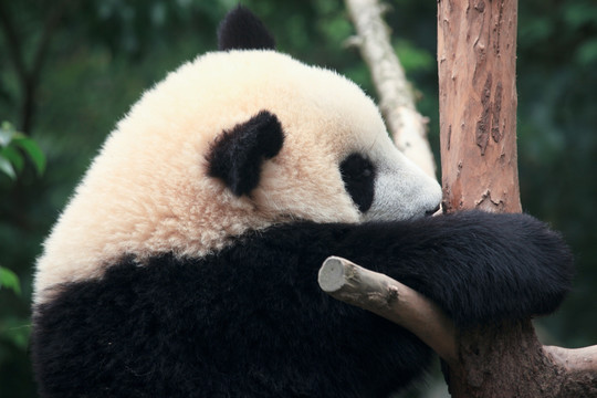 大熊猫 熊猫特写