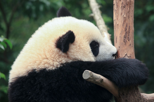 爬在树上的熊猫特写