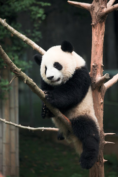 爬在树上的熊猫 调皮的熊猫