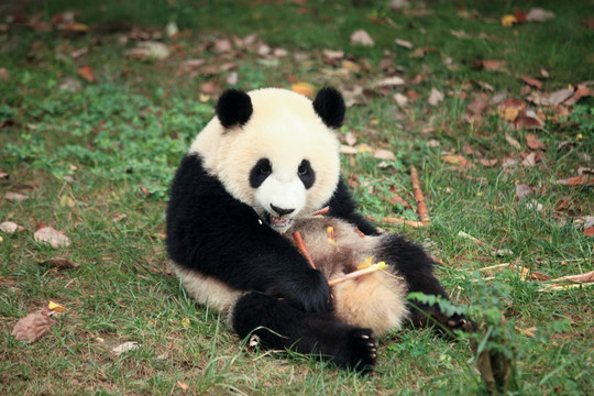 熊猫 吃竹笋的大熊猫
