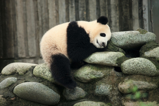 熊猫 睡觉的大熊猫