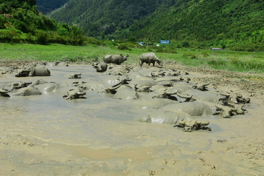 水牛