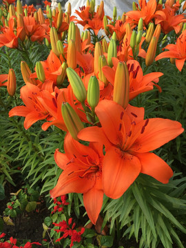 百合花