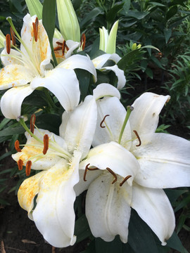 百合花
