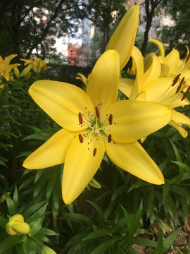 百合花