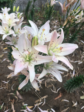 百合