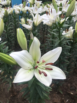 百合