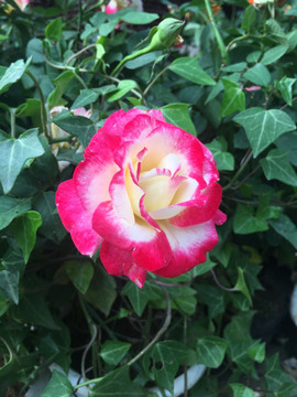 月季花
