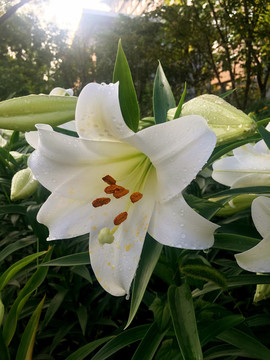 百合花