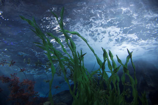 海洋水草