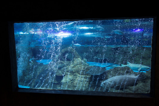 水族馆