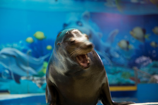 海狮