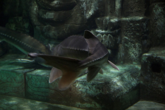 海洋生物
