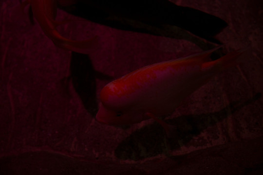 海洋生物