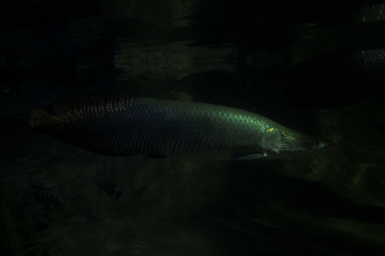海洋生物