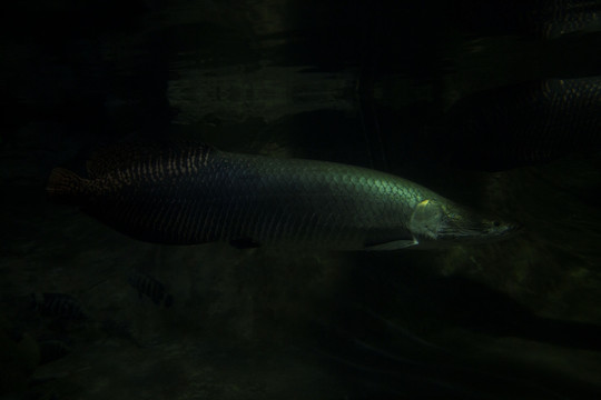 海洋生物