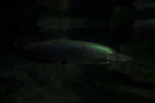 海洋生物