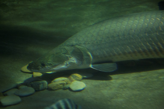 海洋生物
