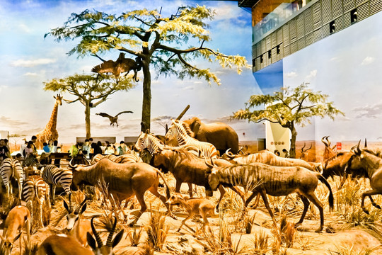 非洲大草原 非洲动物