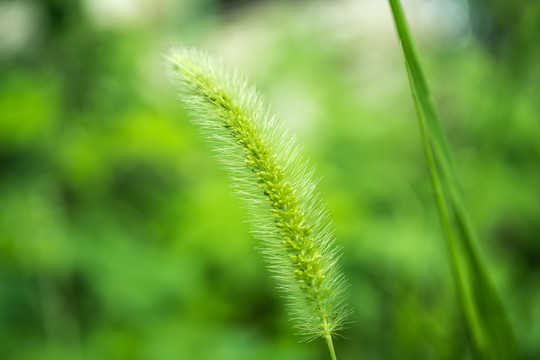 狗尾巴草