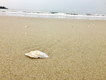 沙滩贝壳 