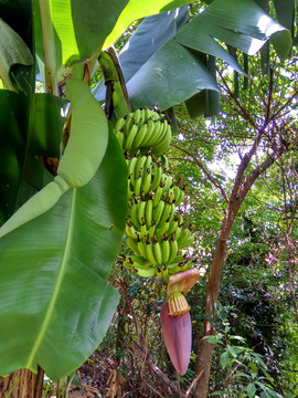 手机拍摄的香蕉 香蕉树 青香蕉