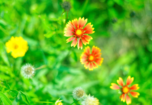 菊花 花卉