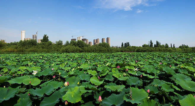 西安桃花潭荷花全景图高清